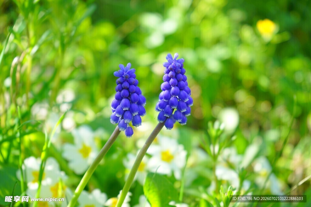 蓝铃花绽放于绿草间