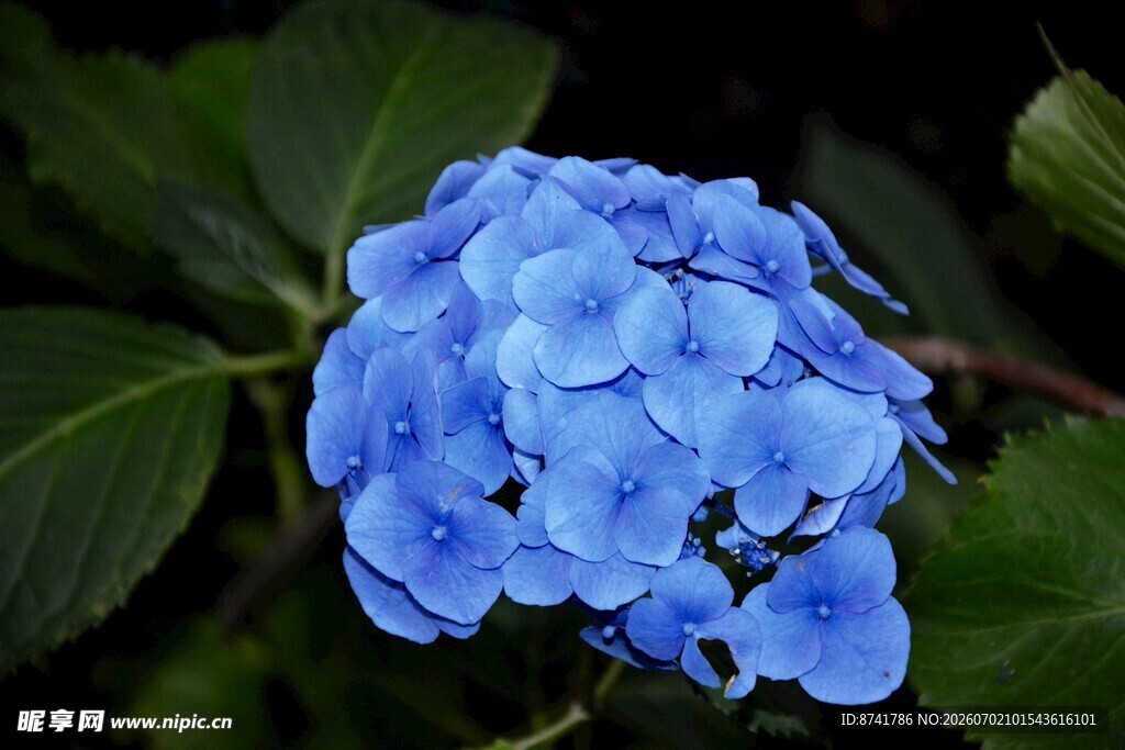 蓝色绣球花特写