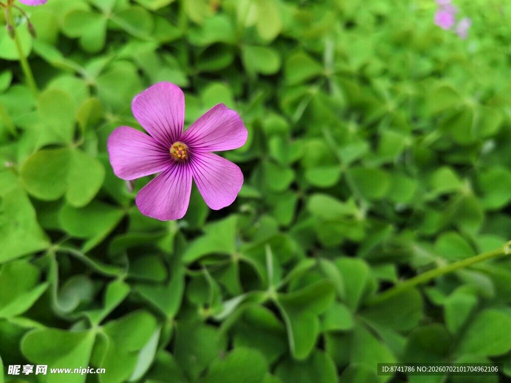 粉色小花绽放于绿叶间