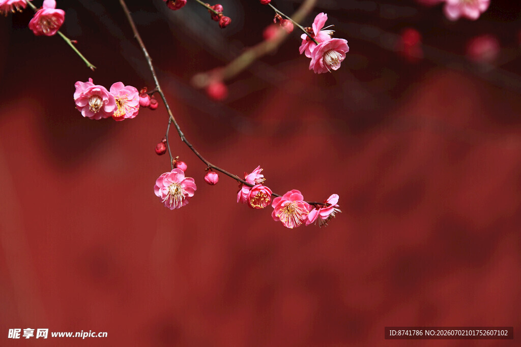 红墙旁绽放的娇艳梅花