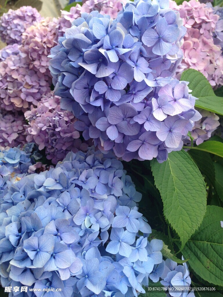 梦幻蓝紫绣球花特写