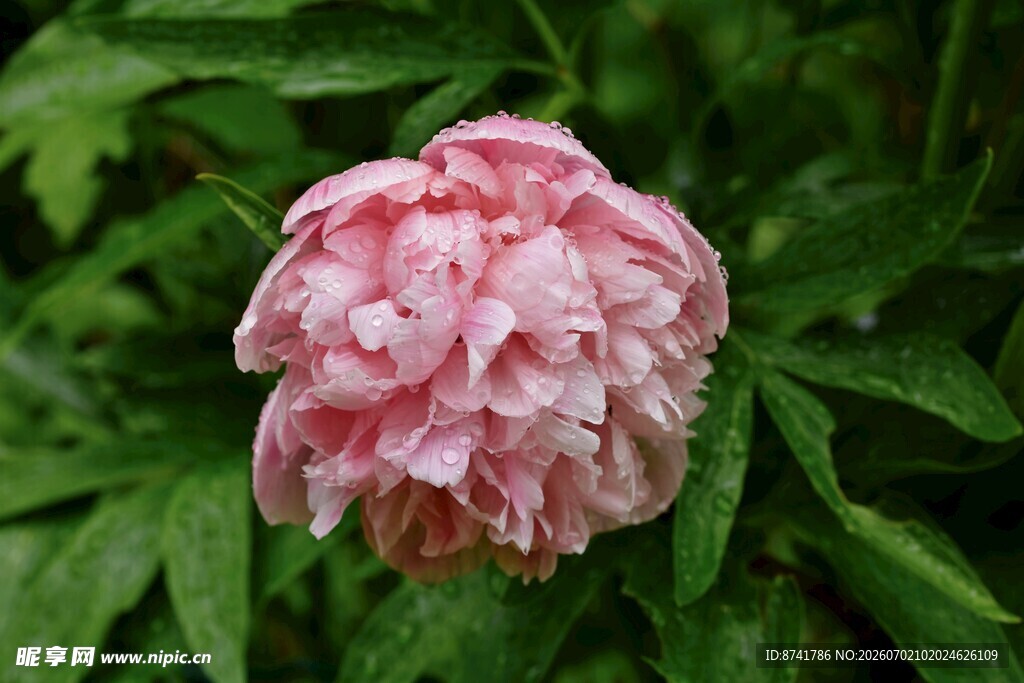 娇艳粉色牡丹花特写