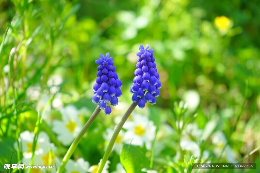 蓝铃花