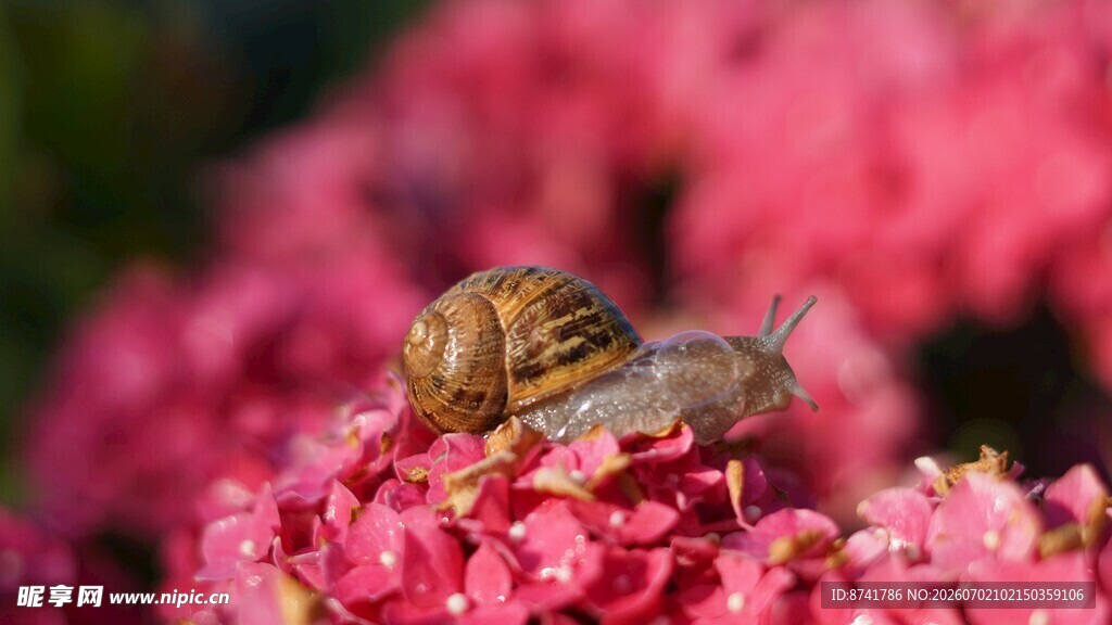 蜗牛在粉色花丛中休憩