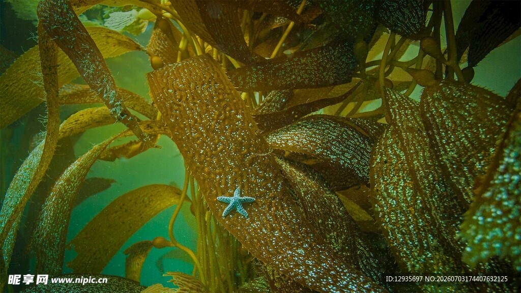 海底神秘生物
