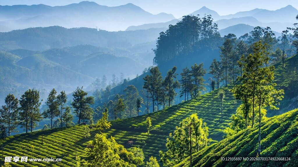 山间茶园美景