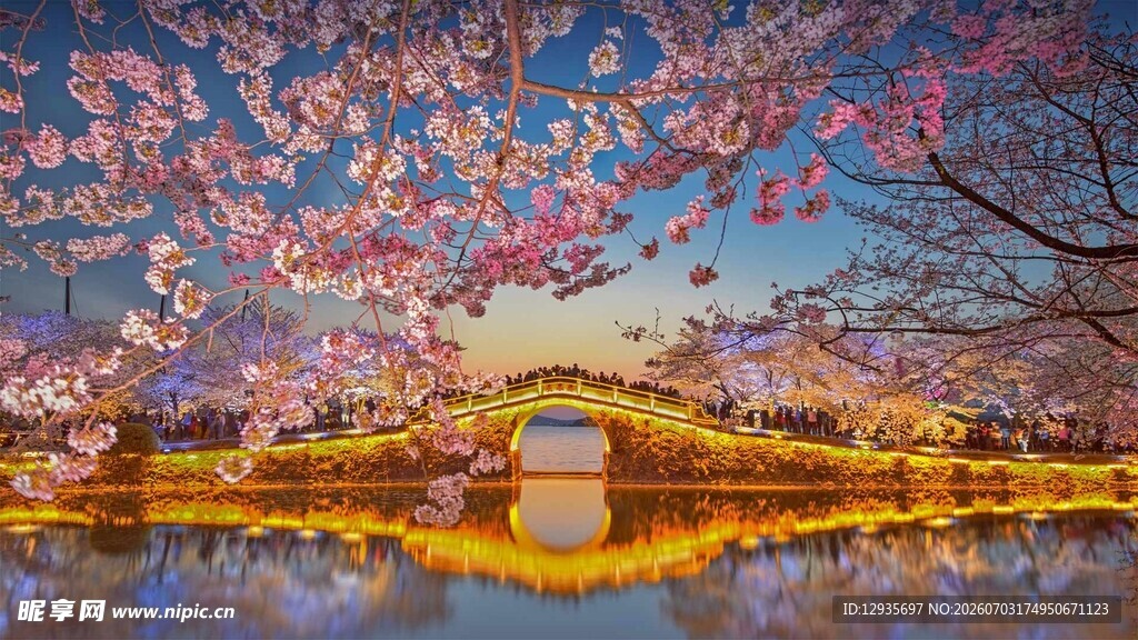 湖畔樱花