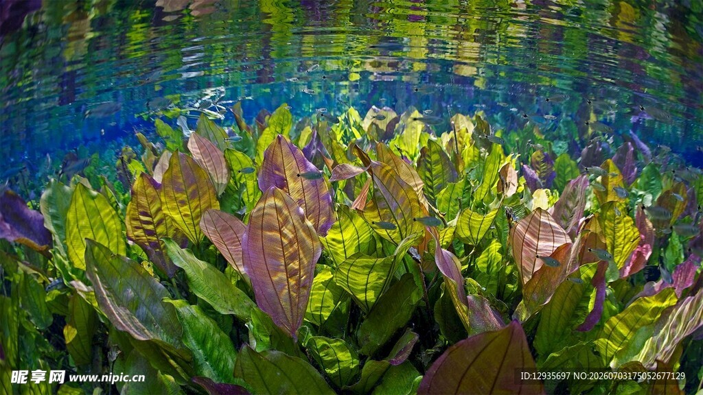 水下多彩植物景观
