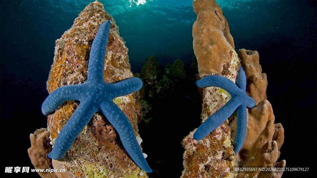 蓝色海星