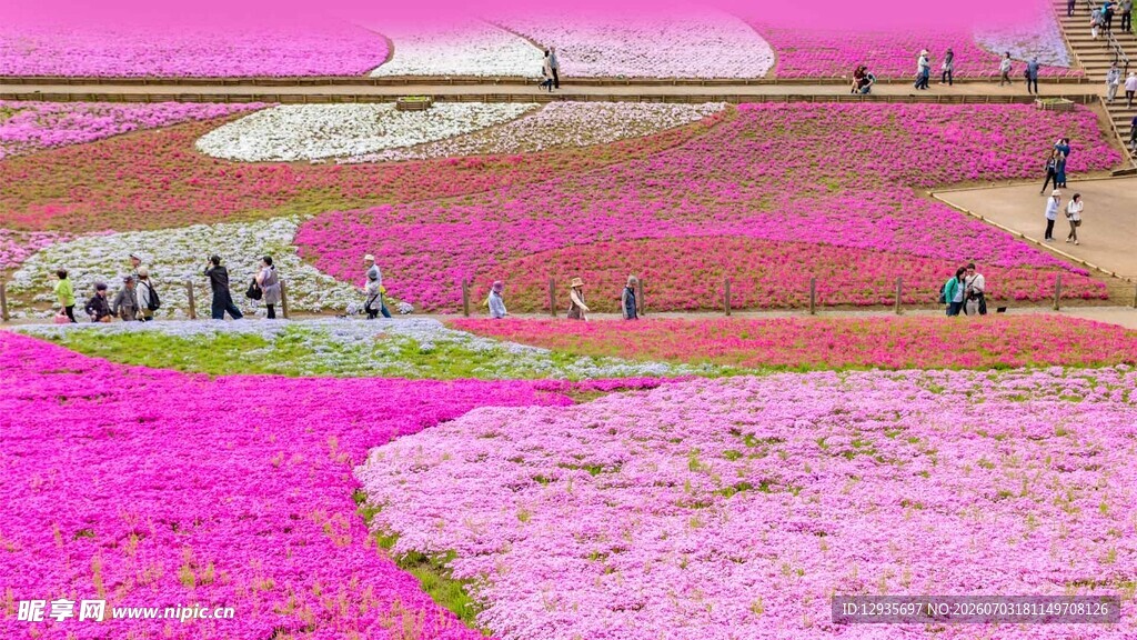 梦幻花海美景