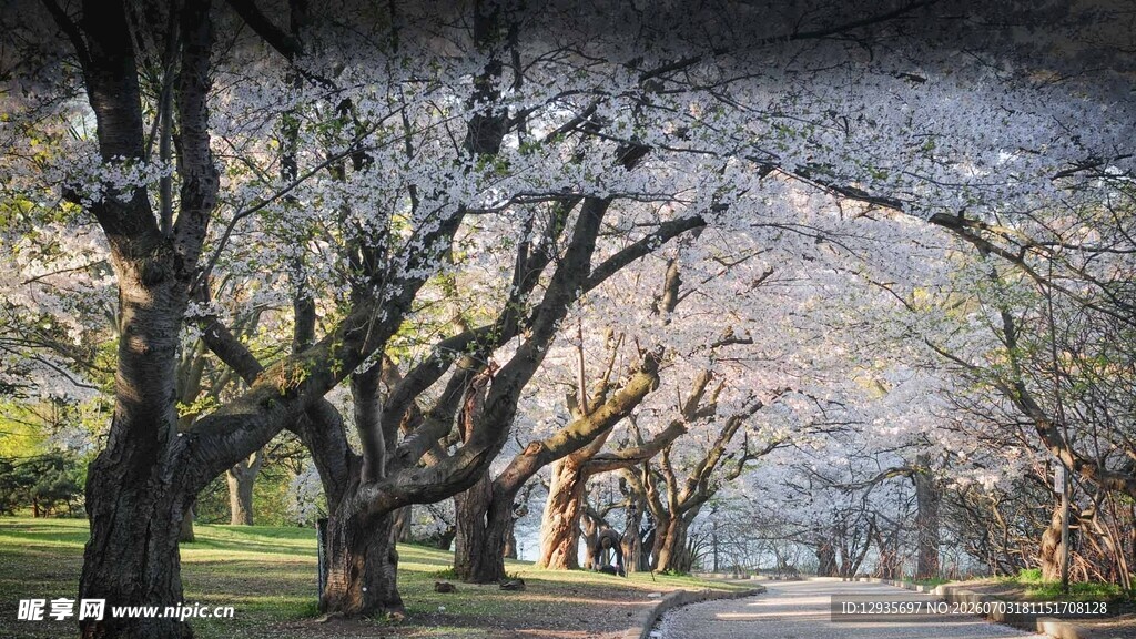 春日林荫道