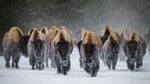 雪地野牛群