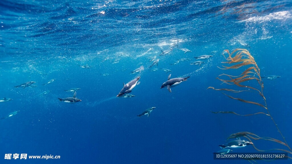 海豚