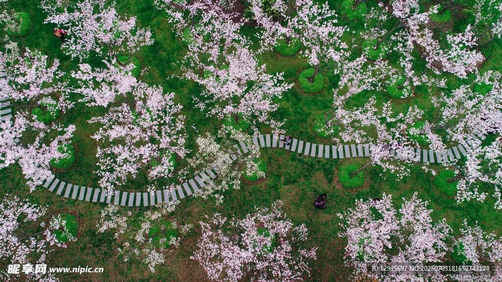 空中俯瞰繁花盛开景象