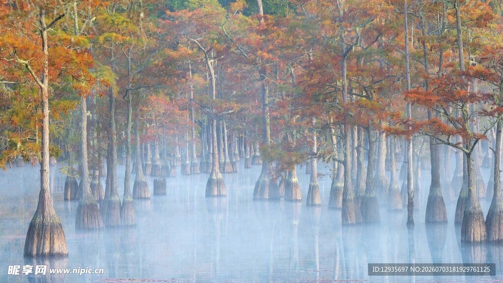 秋日水杉林梦幻景致