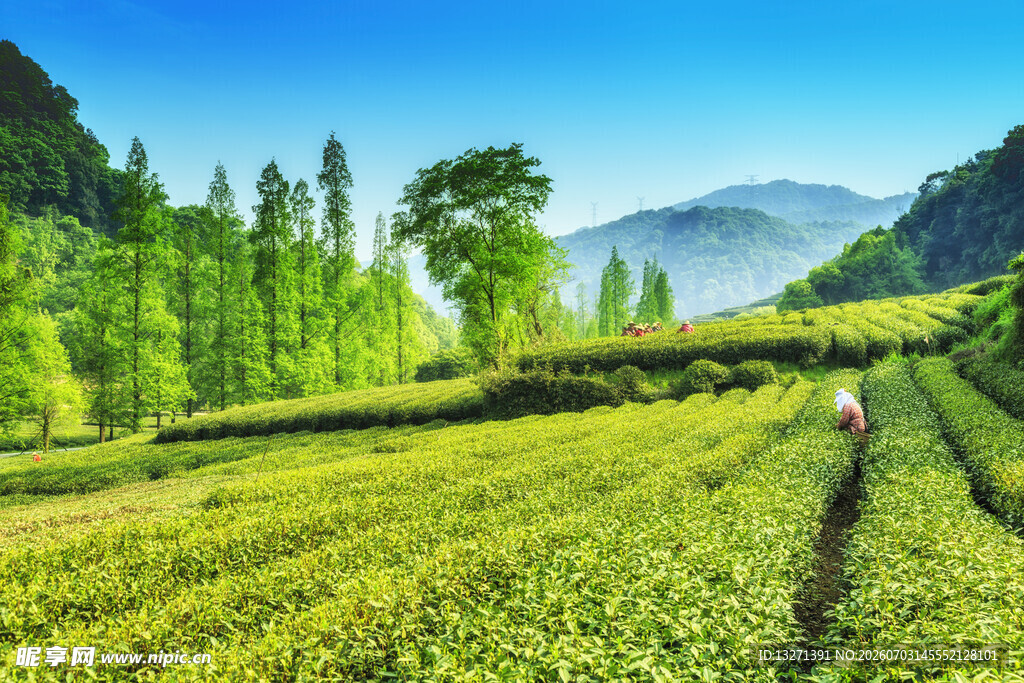 山间茶园美景悠然劳作画面