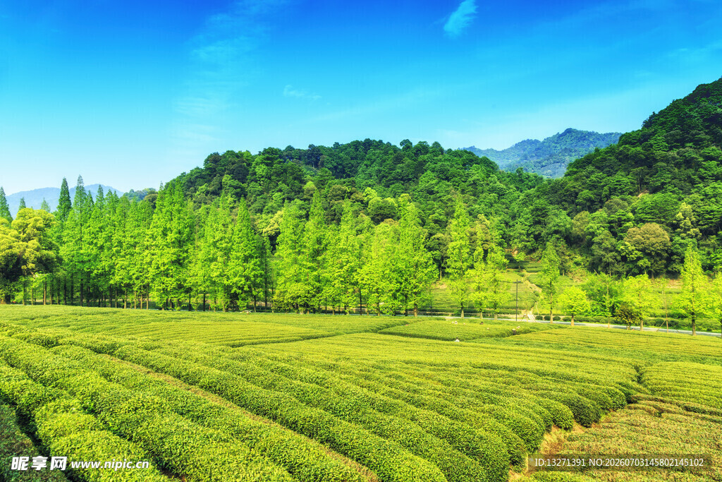 翠绿茶园青山蓝天美景