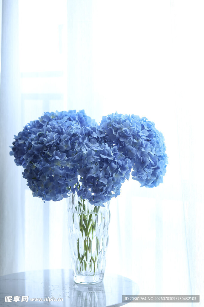蓝色绣球花插于剔透花瓶