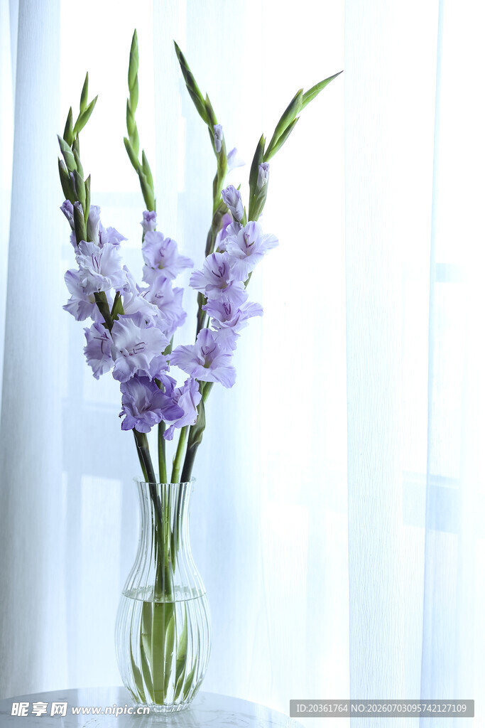 花瓶中的紫色唐菖蒲花