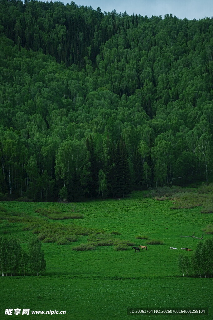 翠绿山林下的广袤绿草地