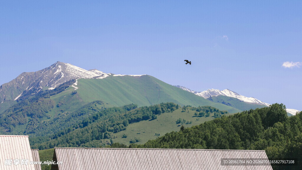 高山美景与空中飞鸟