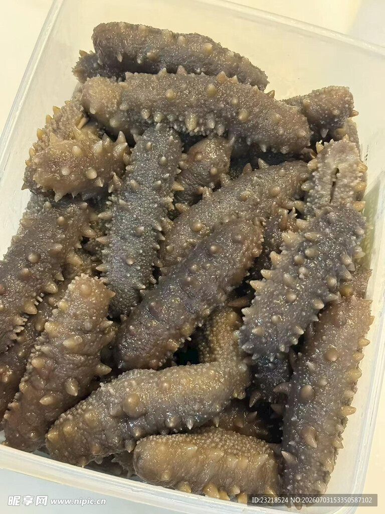海参