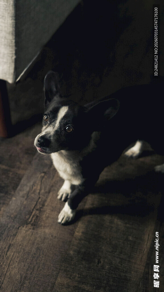 黑白小狗趴于木地板上
