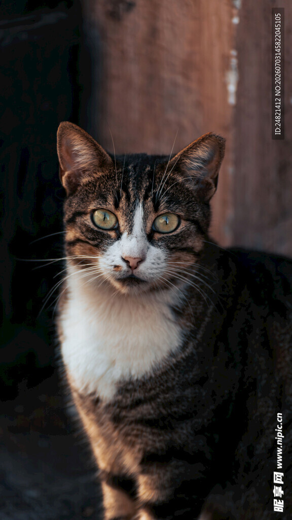 可爱条纹猫咪端坐