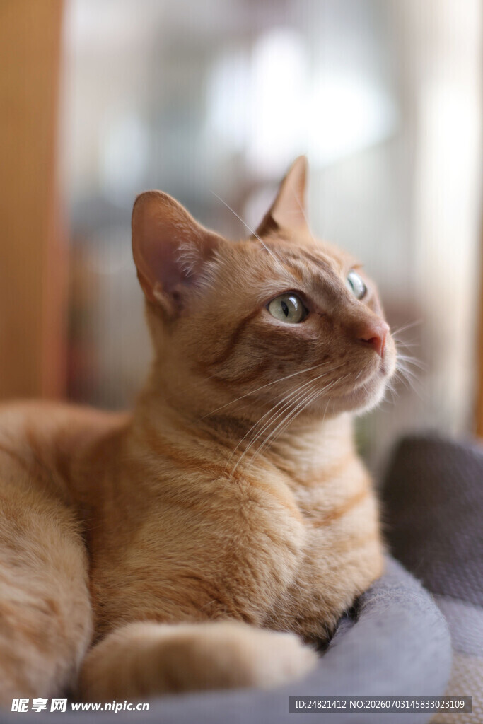 橘猫惬意趴卧望向远方
