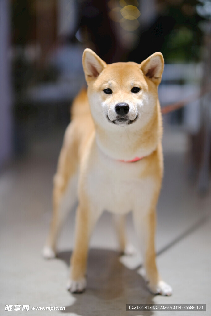 可爱柴犬站立模样