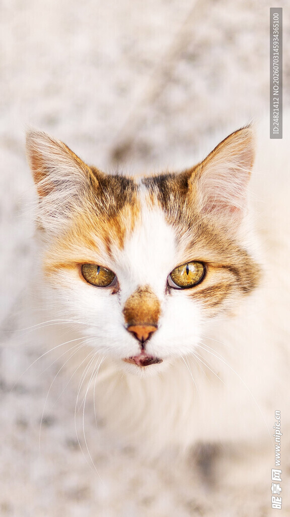 可爱三色猫特写