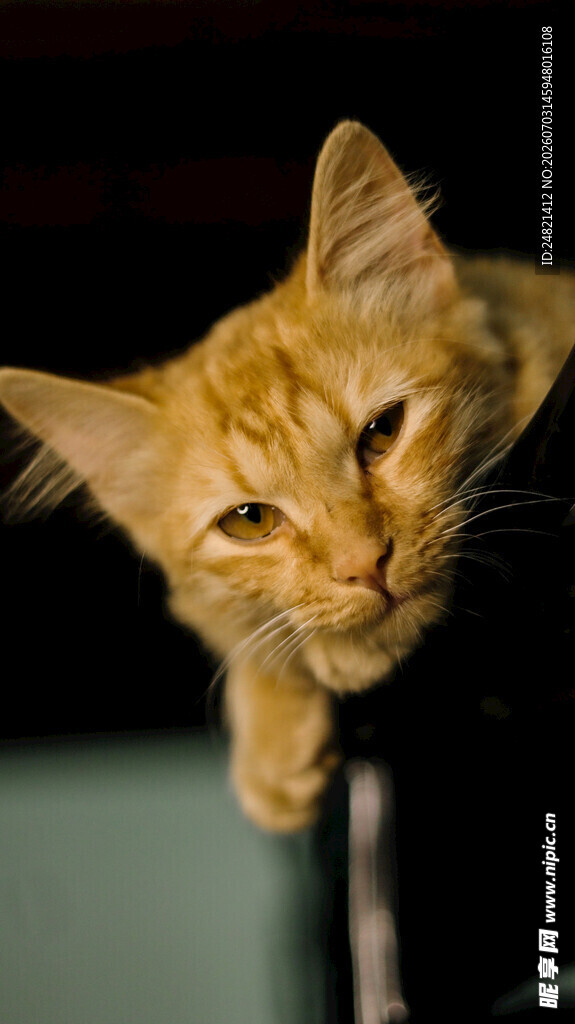 可爱猫咪歪头凝视