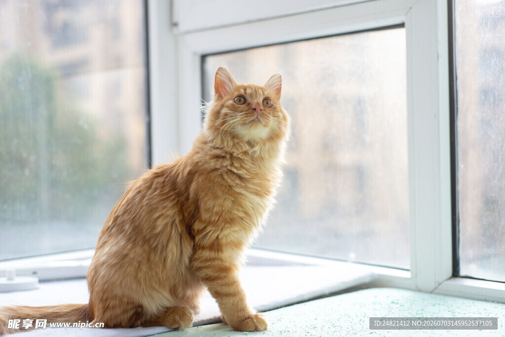 窗边橘猫眺望远方