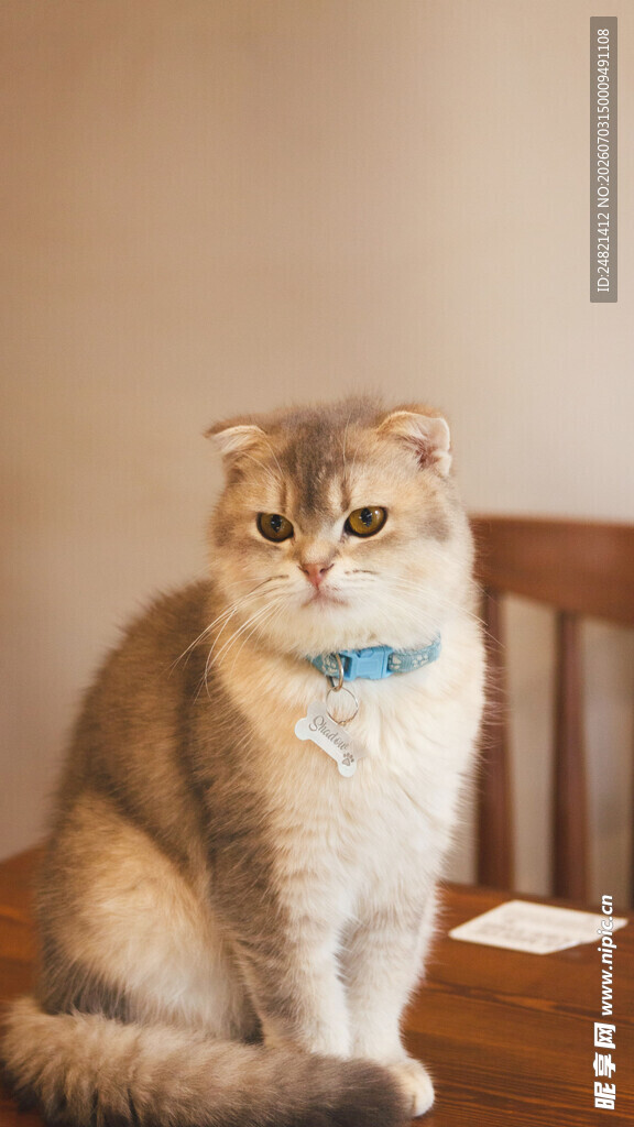 可爱猫咪端坐木桌