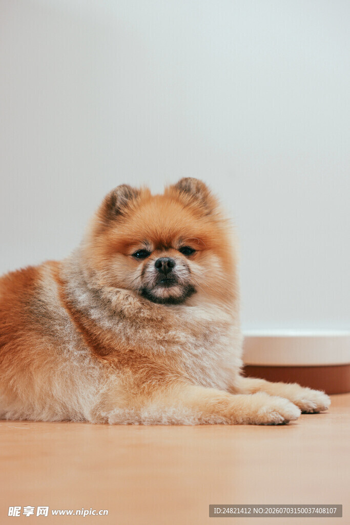可爱博美犬趴地萌态