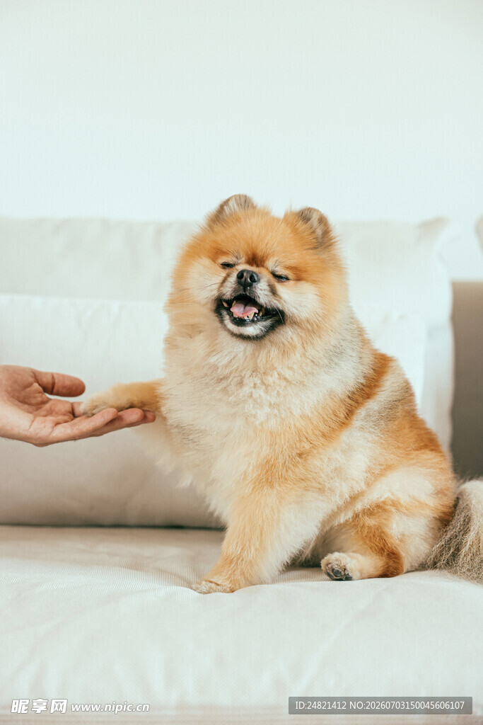 博美犬与人温馨互动瞬间