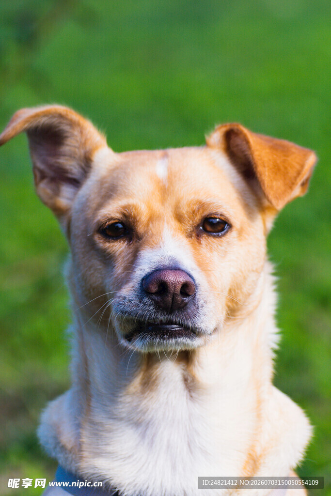 可爱田园犬望向前方