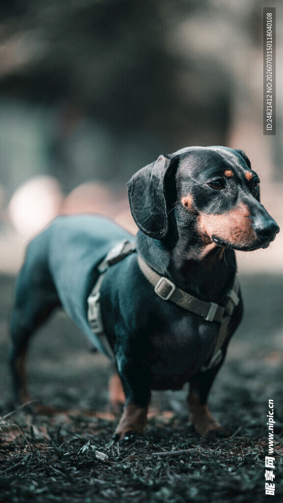 可爱腊肠犬户外模样