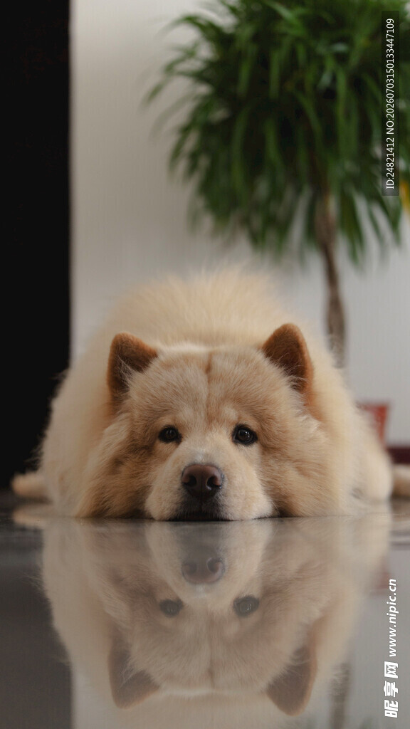 趴着的可爱松狮犬