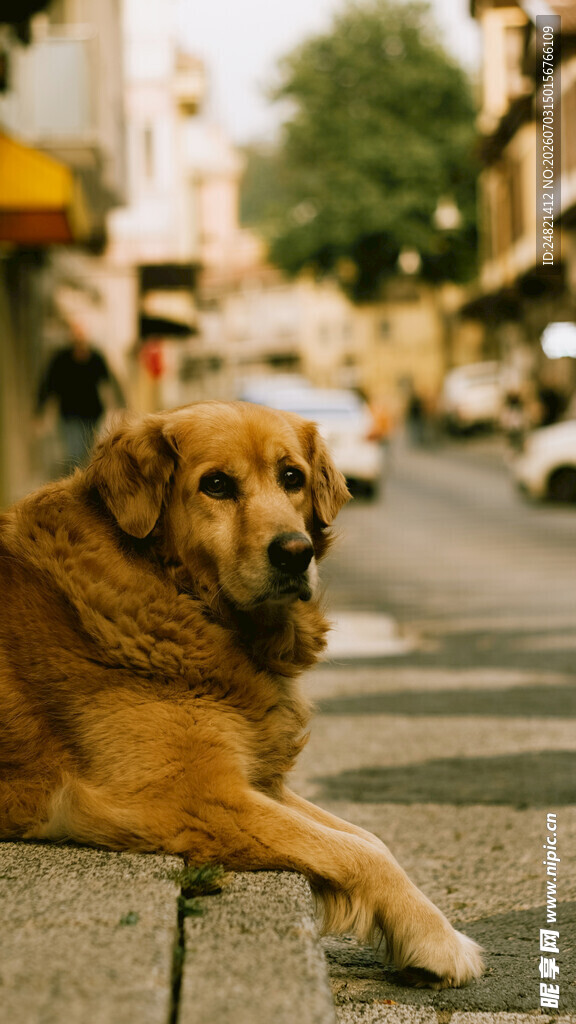 街头趴卧的金毛犬