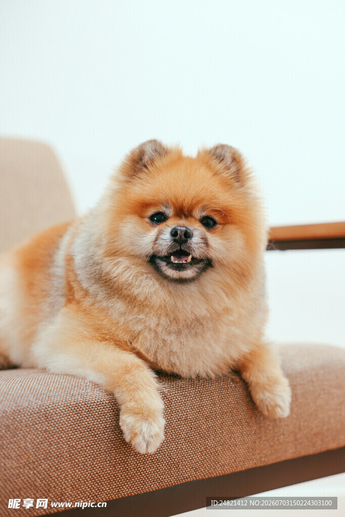可爱博美犬惬意趴卧沙发