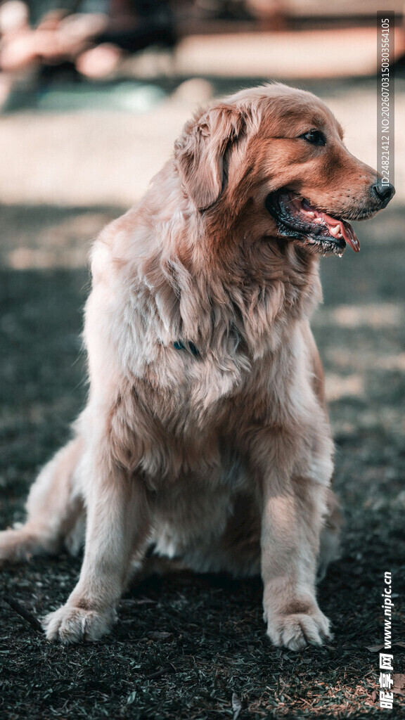 阳光下的金毛犬