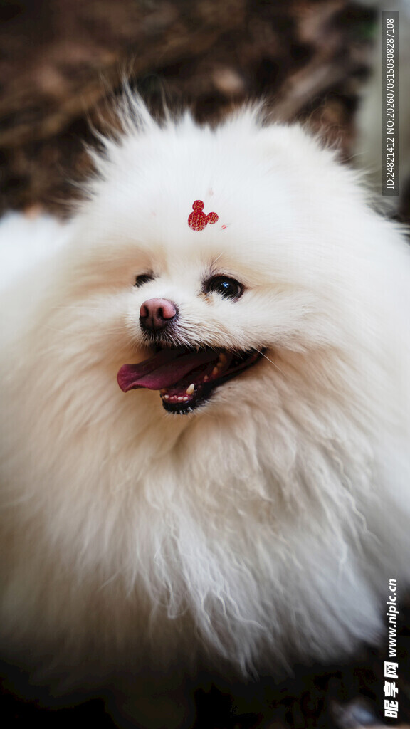 可爱博美犬