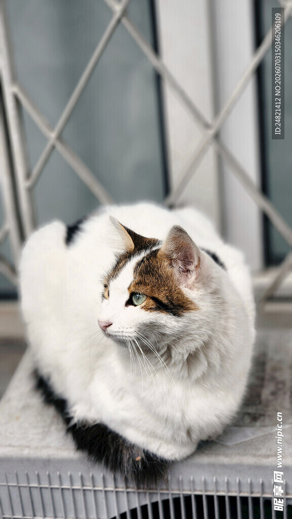 窗边慵懒猫咪