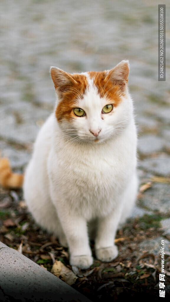 白棕相间猫咪蹲坐