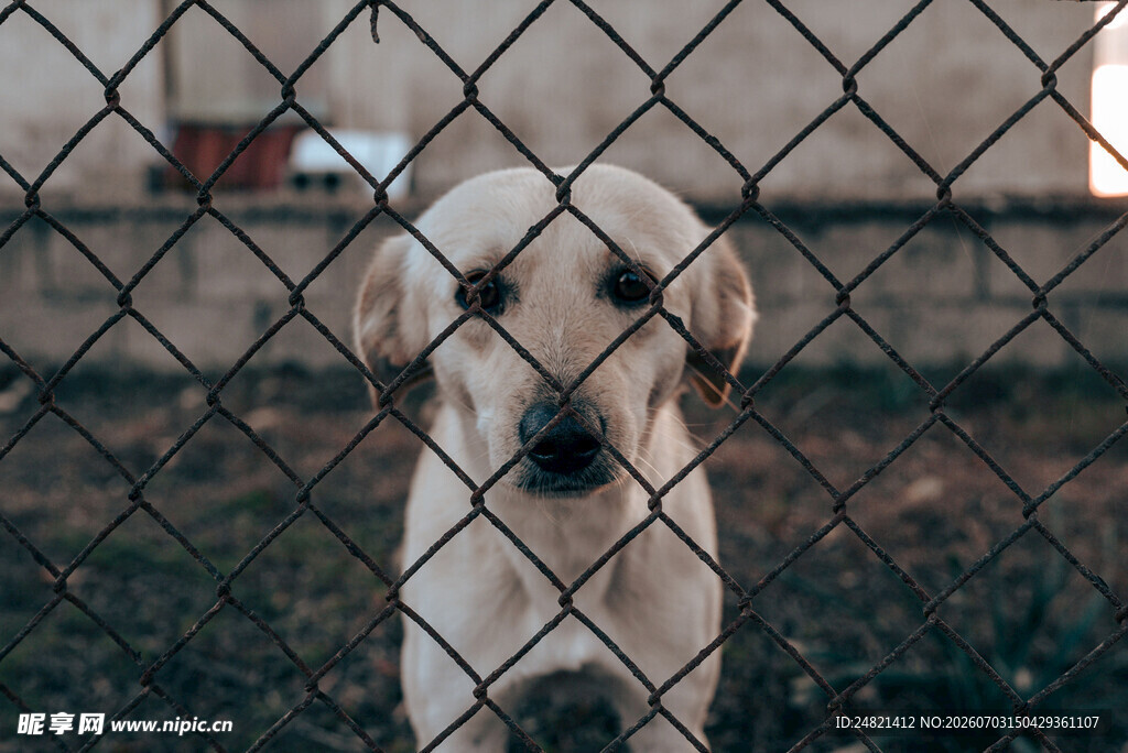 围栏后的可爱幼犬