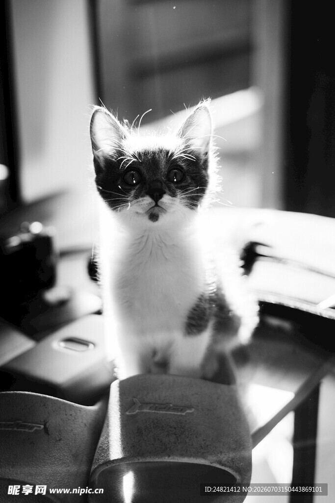 可爱小猫端坐于桌面