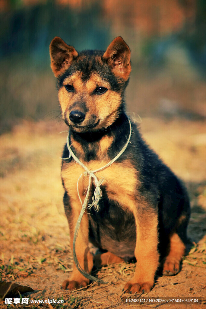 拴着的田园犬