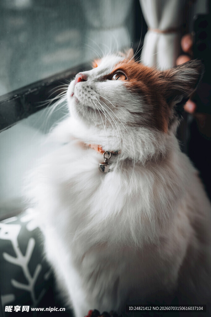 仰头的可爱猫咪