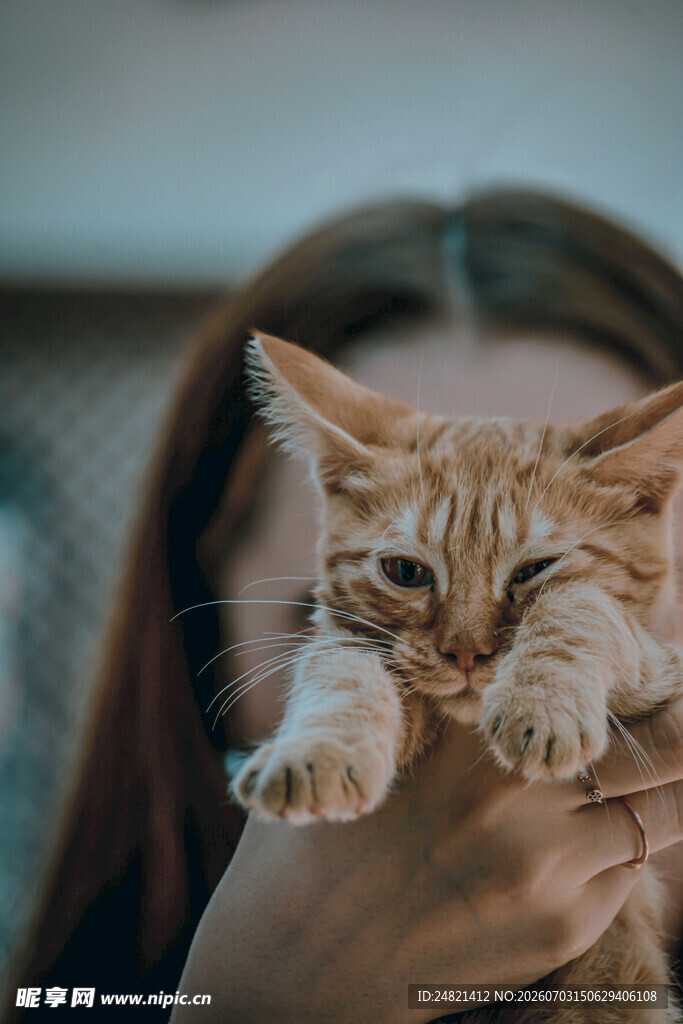 女孩温柔托举可爱小猫咪